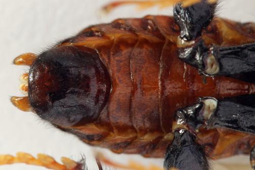 Réf. 319 419 : Cimbex femoratus