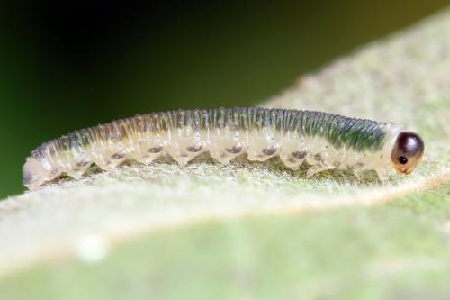Ametastegia perla