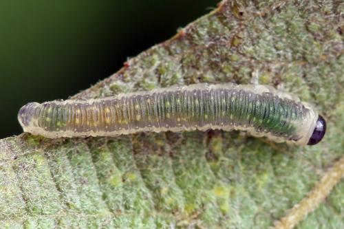 Ametastegia perla