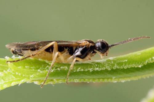 Ametastegia perla