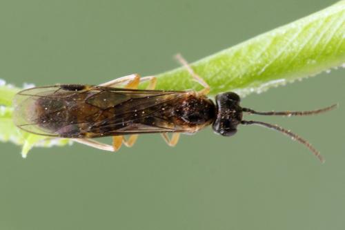 Ametastegia perla