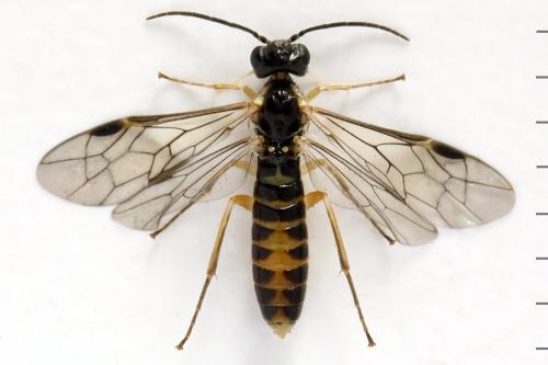 Ametastegia perla