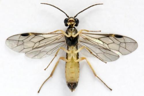 Ametastegia perla