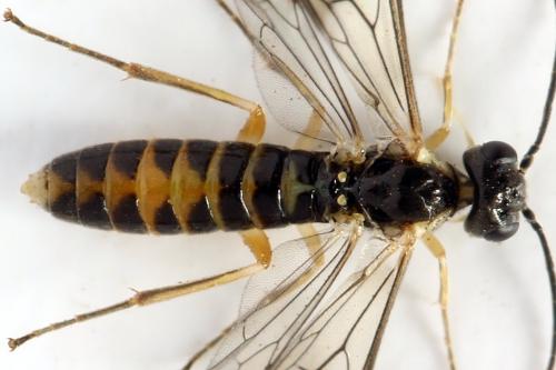 Ametastegia perla