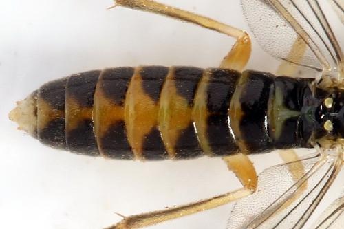 Ametastegia perla