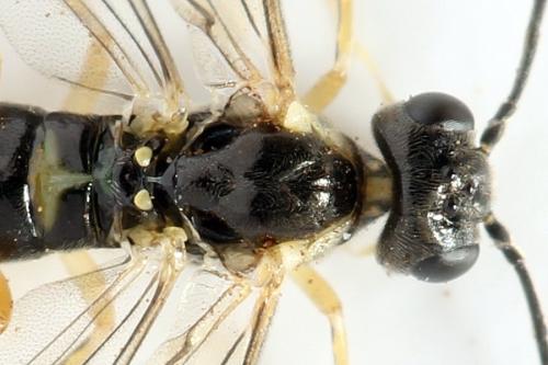 Ametastegia perla