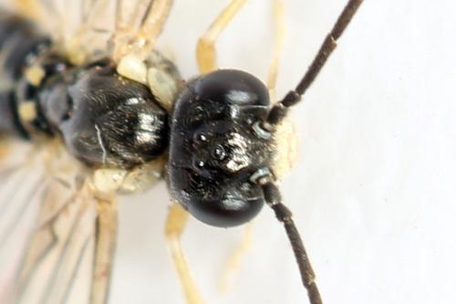 Ametastegia perla