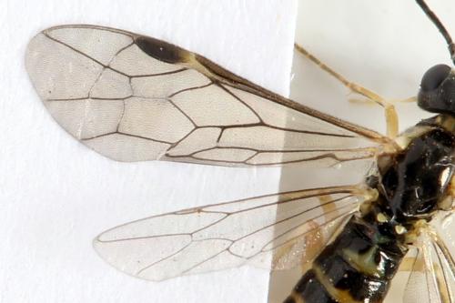 Ametastegia perla