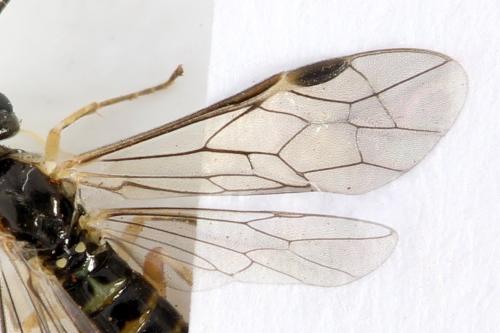 Ametastegia perla