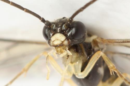 Ametastegia perla