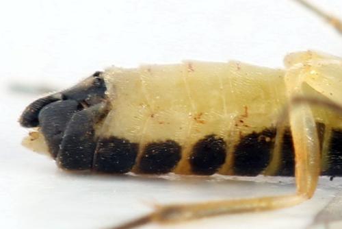 Ametastegia perla