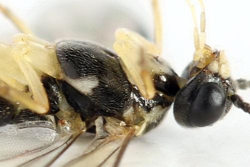 Ametastegia perla