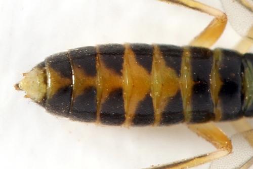 Ametastegia perla