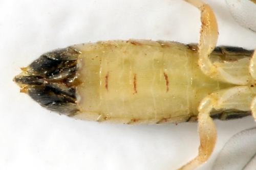Ametastegia perla