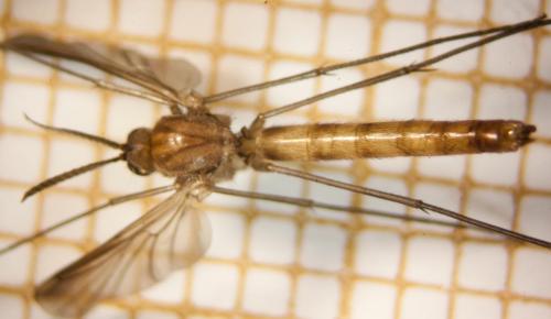 Réf. 319 053 : Keroplatus testaceus