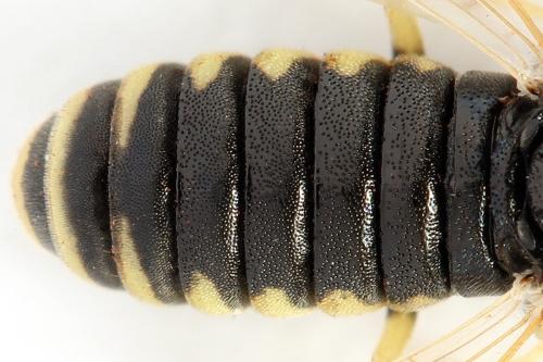 Corynis crassicornis