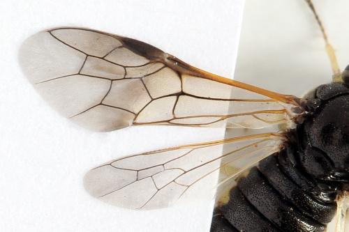 Corynis crassicornis