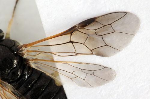 Corynis crassicornis