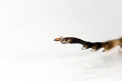 Corynis crassicornis