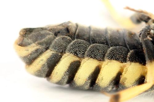 Corynis crassicornis