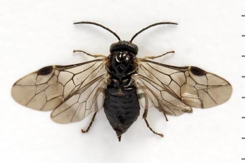 Claremontia tenuicornis