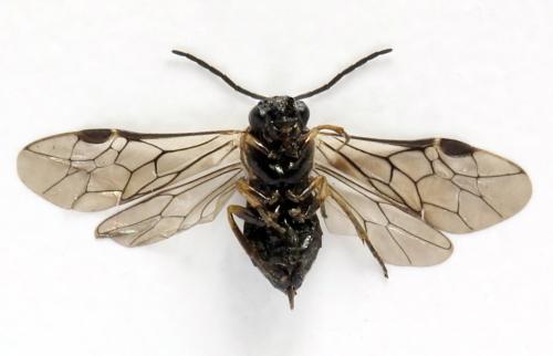 Claremontia tenuicornis