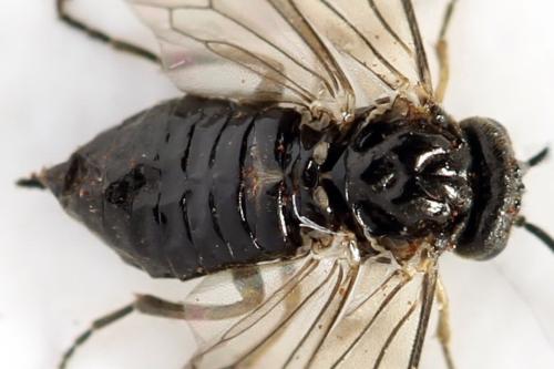 Réf. 319 886 : Claremontia tenuicornis