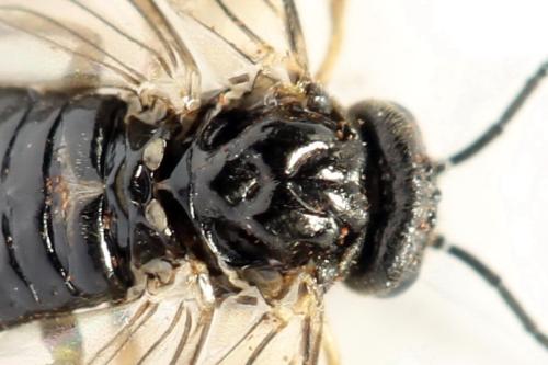 Claremontia tenuicornis