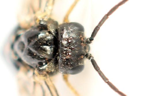 Claremontia tenuicornis