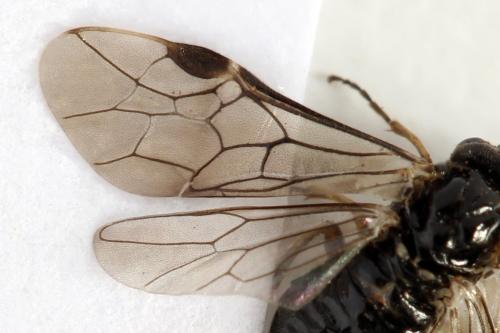 Claremontia tenuicornis