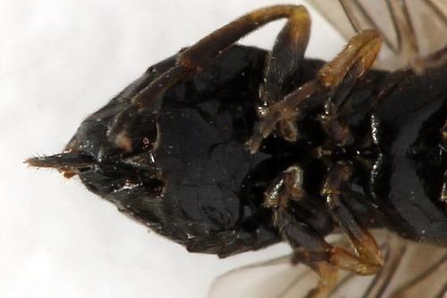 Claremontia tenuicornis