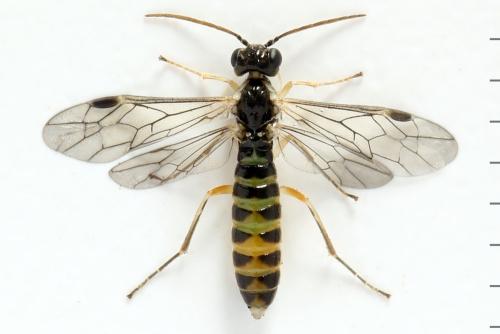 Ametastegia perla