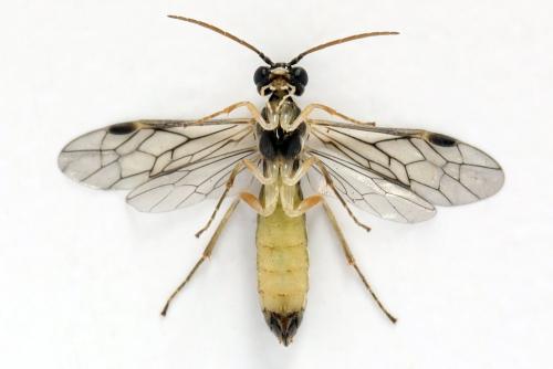Ametastegia perla