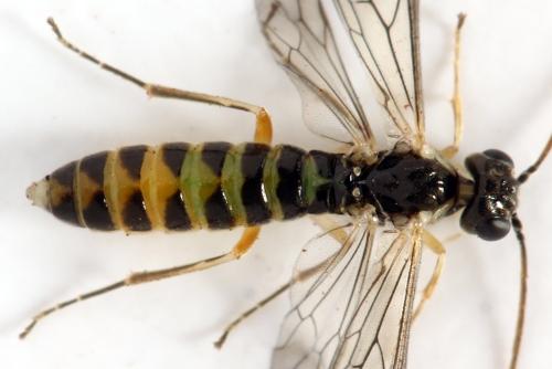 Ametastegia perla