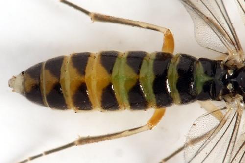 Ametastegia perla