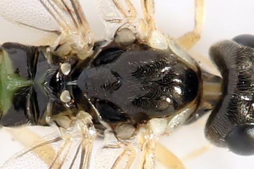 Ametastegia perla