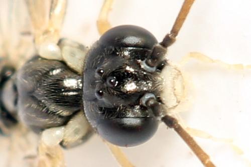 Ametastegia perla