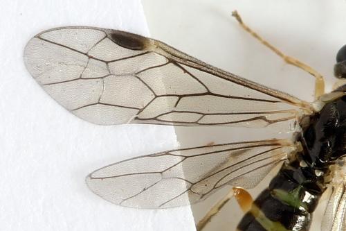 Ametastegia perla