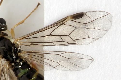 Ametastegia perla