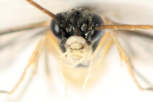 Ametastegia perla