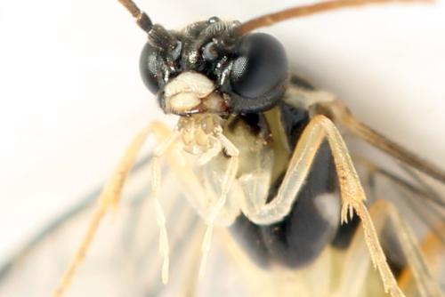 Ametastegia perla