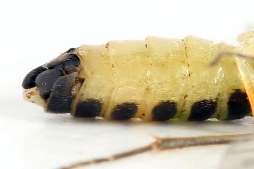 Ametastegia perla