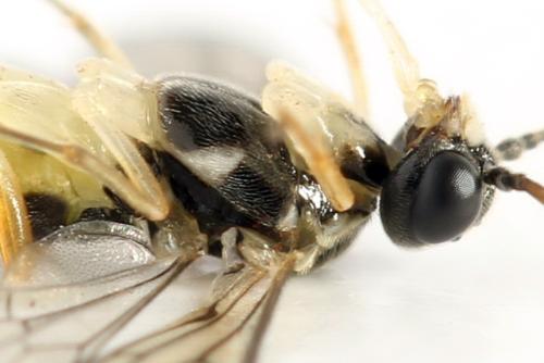 Ametastegia perla