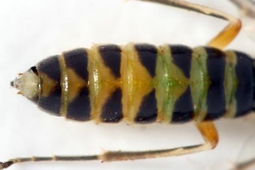 Ametastegia perla