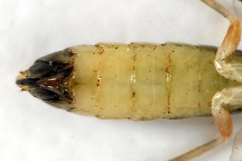 Ametastegia perla