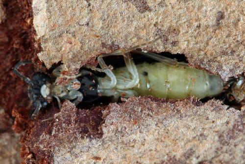 Ametastegia perla