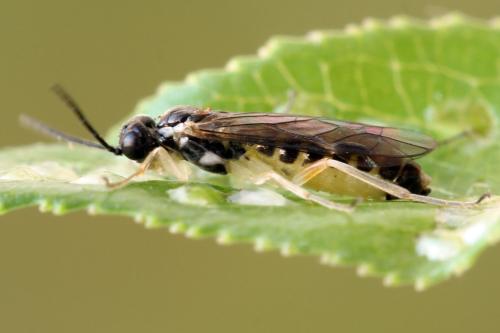 Ametastegia perla
