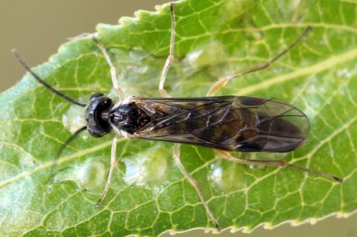 Ametastegia perla