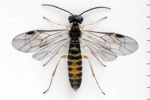 Ametastegia perla