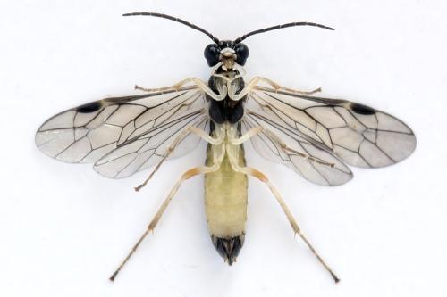 Ametastegia perla